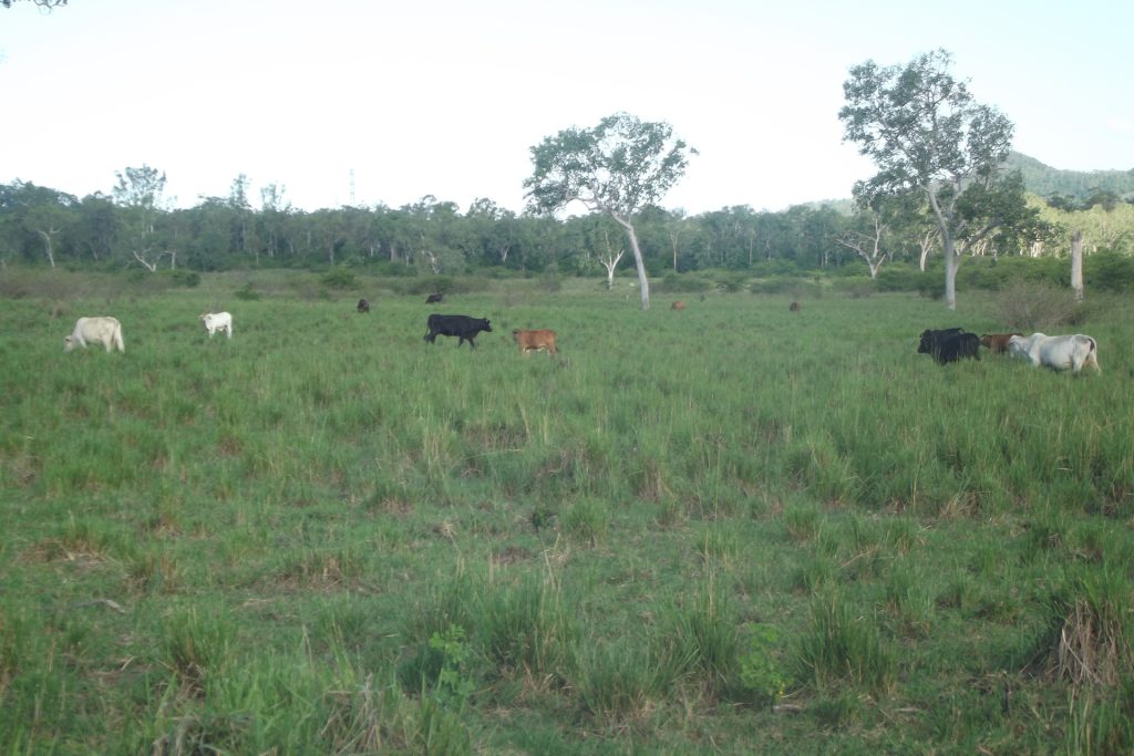 Lot 29 Quattromanis Road, Walkerston, QLD 4751 AUS