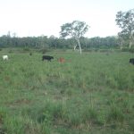 Lot 29 Quattromanis Road, Walkerston, QLD 4751 AUS