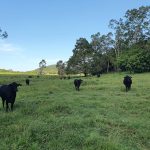 1594 Maraju-Yakapari Road, Balnagowan, QLD 4740 AUS