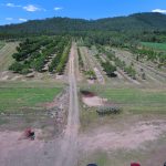 1603 Geeberga-Buthurra Road, Mount Ossa, QLD 4741 AUS