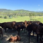 2282 Marlborough-Sarina Road, Sarina Range, QLD 4737 AUS