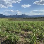 Lot 21 241 Wintons Road, Yalboroo, QLD 4741 AUS