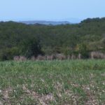 Lot 483 Mathers Creek Road, Mount Ossa, QLD 4741 AUS