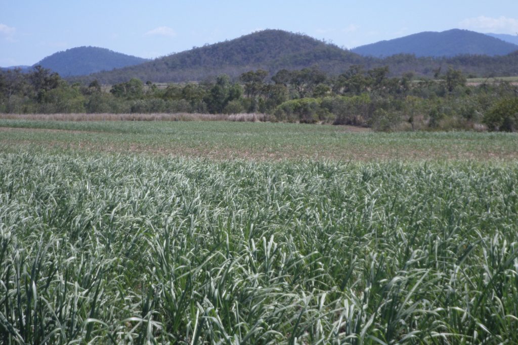 Lot 483 Mathers Creek Road, Mount Ossa, QLD 4741 AUS