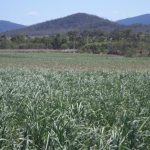 Lot 483 Mathers Creek Road, Mount Ossa, QLD 4741 AUS