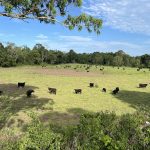 Ilbilbie, QLD 4738 AUS