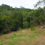 1696 Mirani-Mt Ossa Road, Mount Charlton, QLD 4741 AUS