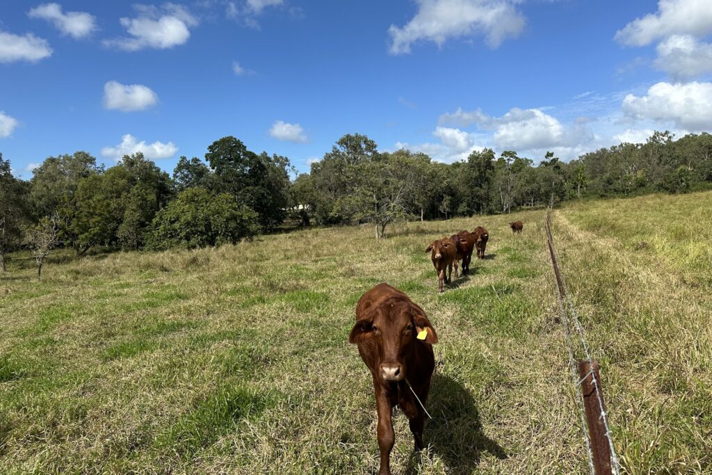 379 Pleystowe School Road, Greenmount, QLD 4751 AUS