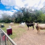 248 Middle Creek Road, Sarina, QLD 4737 AUS