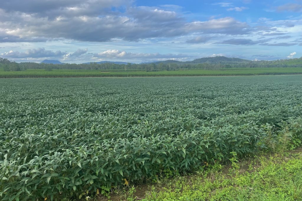 8 Pinevale Road, Pinevale, QLD 4754 AUS