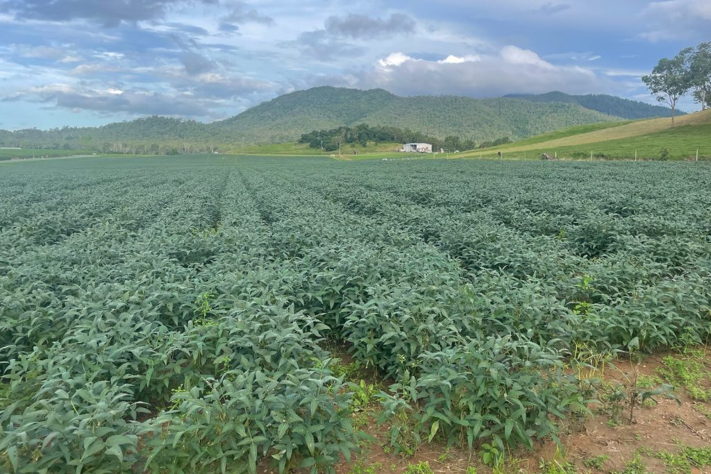 8 Pinevale Road, Pinevale, QLD 4754 AUS