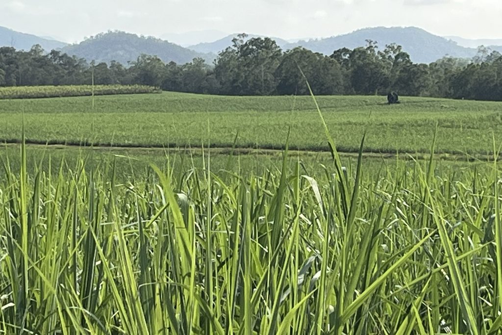 39 Walker-Finns Road, Pinnacle, QLD 4741 AUS