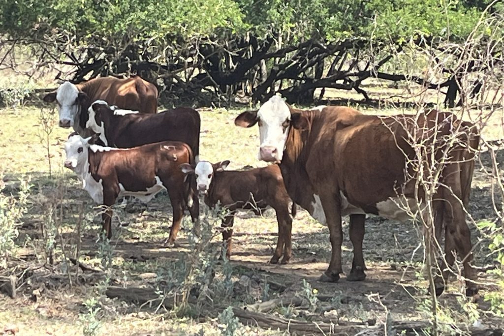 Lot 3 Collinsville Turrawulla Road, Nebo, QLD 4742 AUS