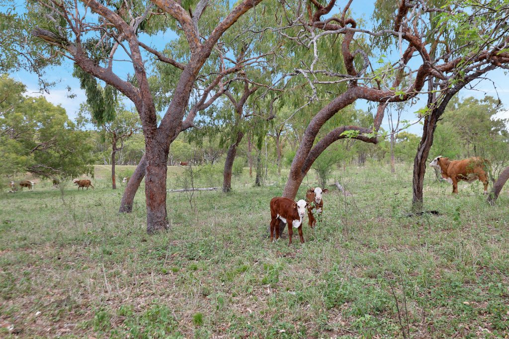 Lot 3 Collinsville Turrawulla Road, Nebo, QLD 4742 AUS
