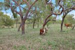 Lot 3 Collinsville Turrawulla Road, Nebo, QLD 4742 AUS