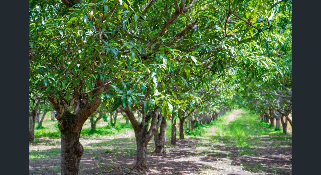 8553 Bruce Highway, Bloomsbury, QLD 4799 AUS