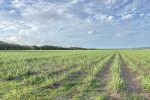 Lot 2 Sievers Road, Oakenden, QLD 4741 AUS